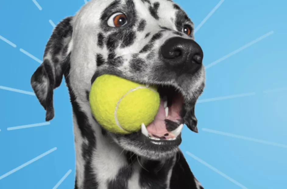 Dog with tennis ball in the mouth