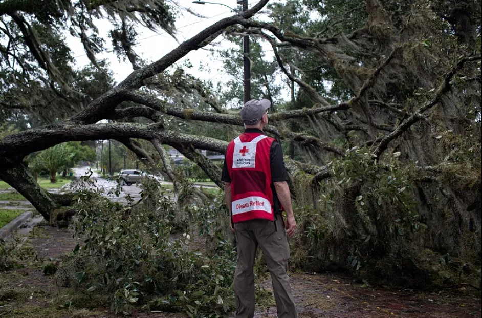 A Red Cross disaster relief volunteer surveys damage caused by a fallen tree.